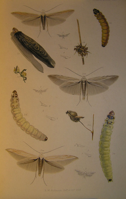 Le Coleophoridae d''Italia